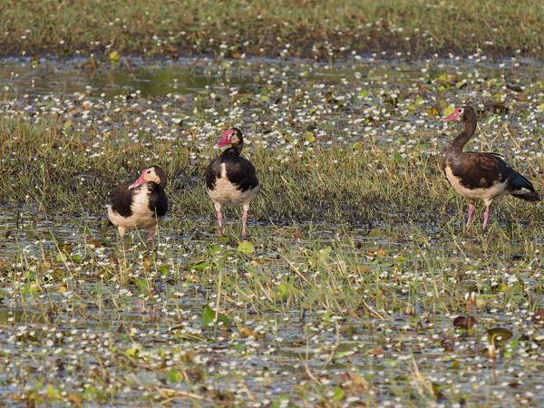 <h3><a href="/trips/gambia/biota/animalia/chordata/aves/007 anseriformes/003 anatidae/plectropterus gambensis/plectropterus gambensis-nl.html">Plectropterus&nbsp;gambensis</a> / Spur‑winged&nbsp;goose / Spoorwiekgans</h3>OM-1 Mark II met OLYMPUS M.150-400mm F4.5, 1/2000 sec  bij F4.5, ISO 500, afstand 88.6&nbsp;m